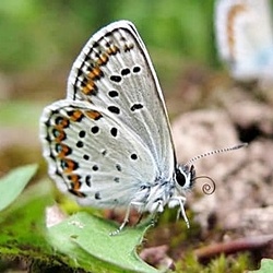 Plebejus idas